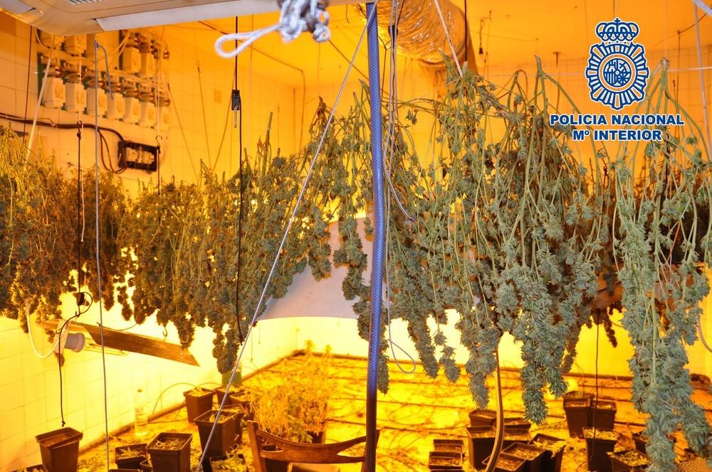 La Policía Nacional desmantela una plantación indoor de marihuana en el sótano de una vivienda de El Ejido