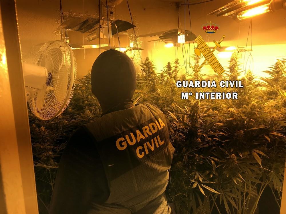 La Guardia Civil localiza una plantación con 232 plantas de marihuana en una vivienda ocupada en Roquetas de Mar