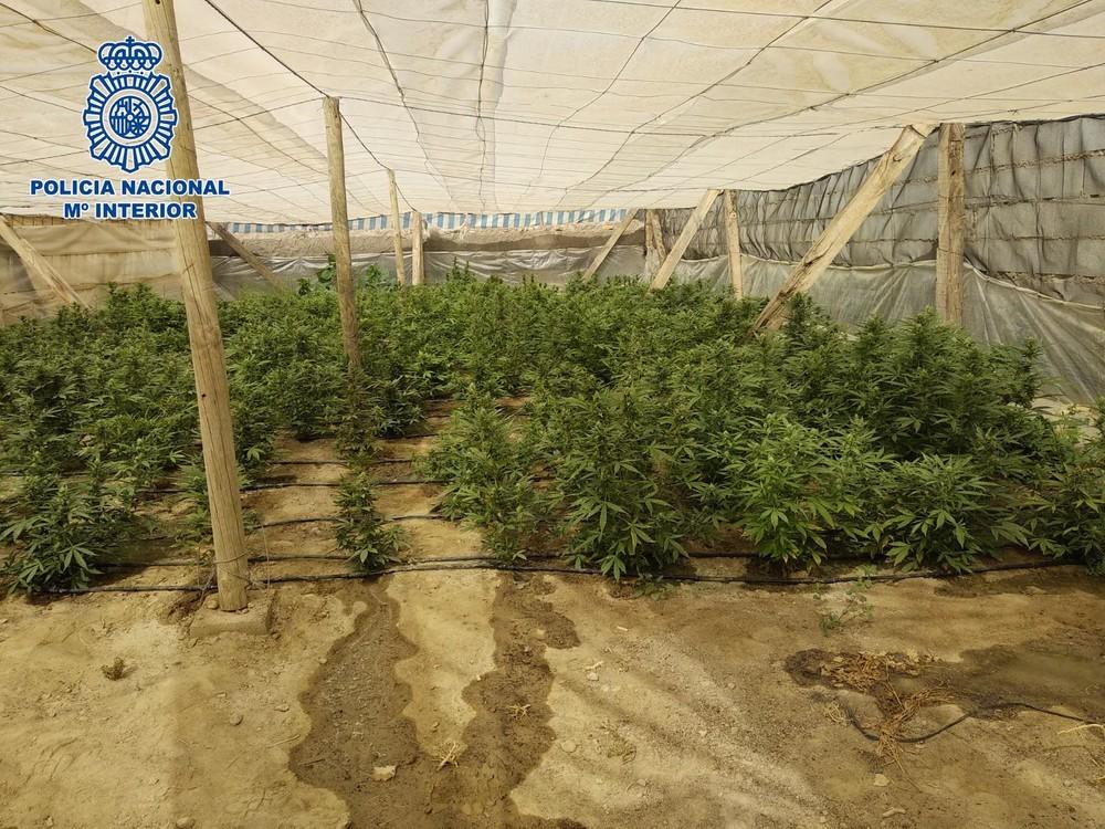 La Policía Nacional incauta 270 plantas de marihuana en un invernadero de El Ejido