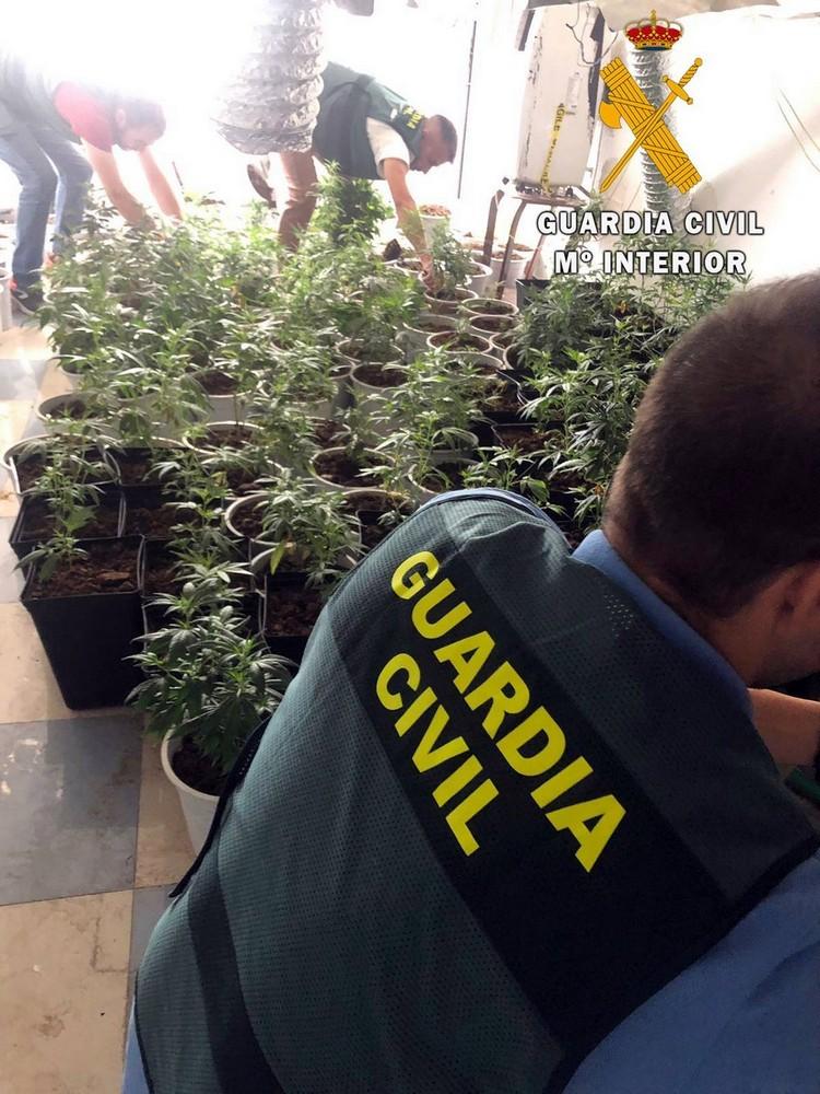 La Guardia Civil localiza una plantación in door de marihuana con 220 plantas y neutraliza un enganche ilegal a la red eléctrica