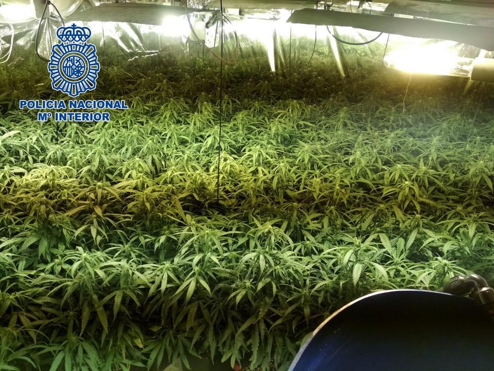 La Policía Nacional incauta 284 plantas de marihuana en una vivienda de Almería y otra de El Ejido
