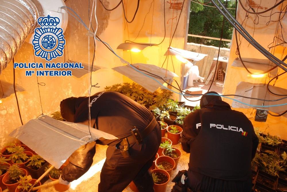 La Policía Nacional halla en El Ejido una plantación en una vivienda con 261 plantas de marihuana