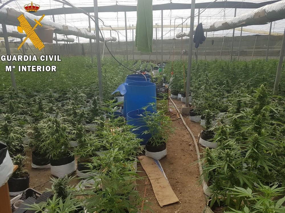 La Guardia Civil localiza un invernadero con más de 2.300 plantas de marihuana y detiene a dos personas in situ