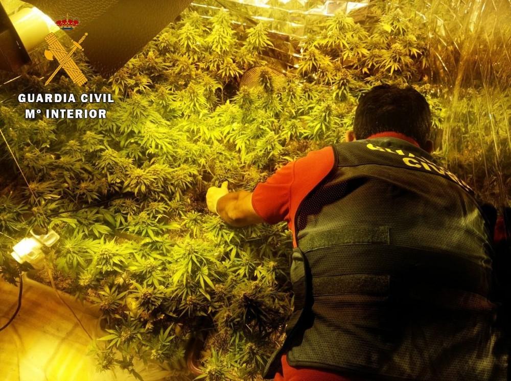 La Guardia Civil localiza una plantación indoor de marihuana con 253 plantas en pleno centro de Roquetas