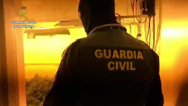 La Guardia Civil interviene 366 plantas de marihuana en una vivienda de Roquetas de Mar que habitaban dos menores de edad