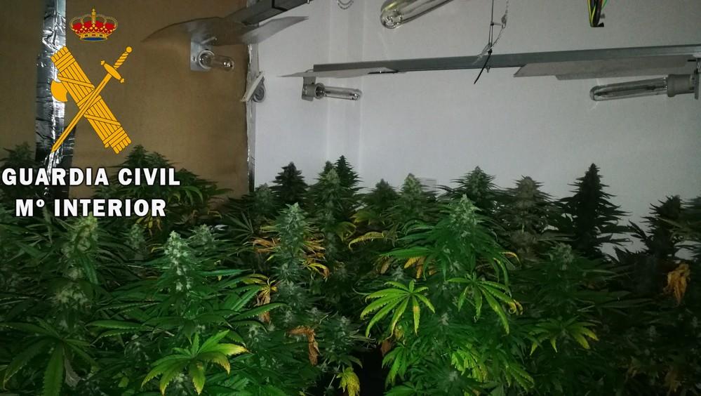 La Guardia Civil localiza una plantación indoor en Vícar con cerca de 280 plantas de marihuana y neutraliza 120 enganches ilegales a la red eléctrica