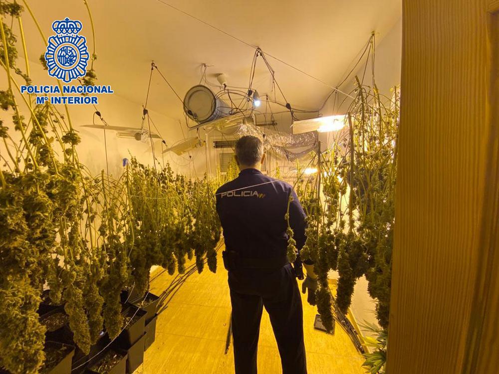 Desmantelada una nueva plantación de marihuana en una vivienda de El Ejido