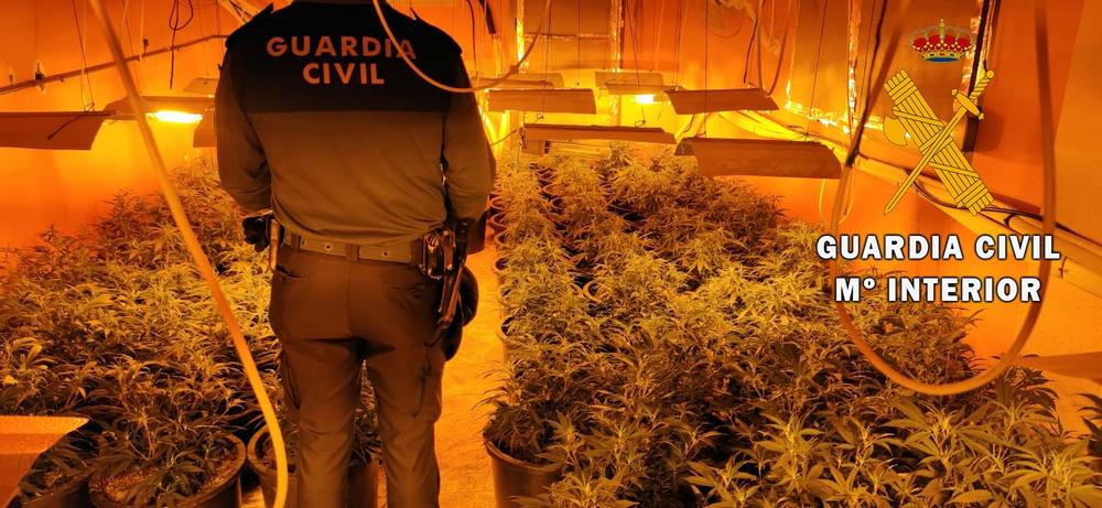 La Guardia Civil detiene a dos personas y localiza 522 plantas de marihuana en tres viviendas del mismo edificio en La Mojonera