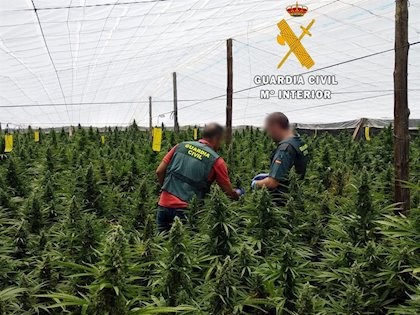 Pillan in fraganti a tres vecinos de Guardias Viejas cuando transportaban marihuana desde un invernadero