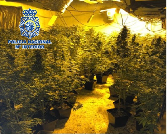 Desmantelan una nueva plantación indoor de marihuana en el Ejido con 107 plantas