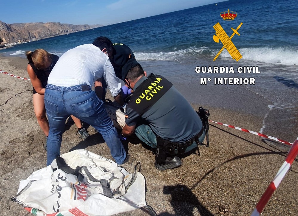La Guardia Civil presta  apoyo a los técnicos de Equinac en el varamiento de un delfín listado
