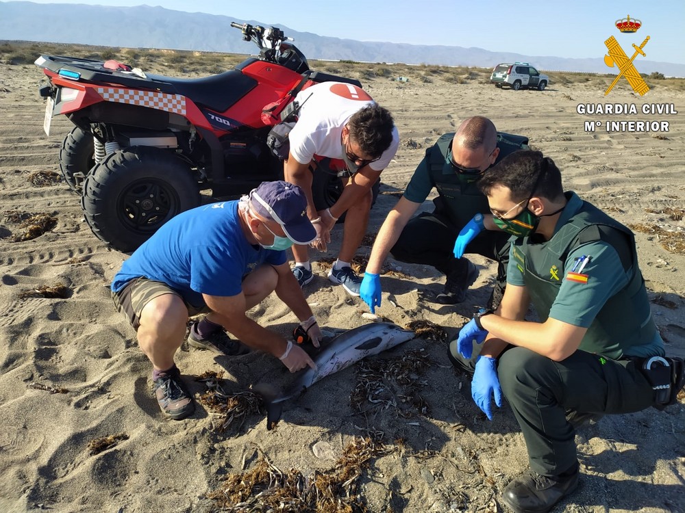 La Guardia Civil presta seguridad y apoyo en el varamiento de un delfín listado a los técnicos de Equinac