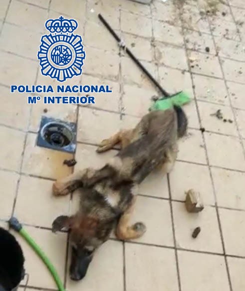 Trata de alimentar a sus seis perros de raza peligrosa con otro perro vivo