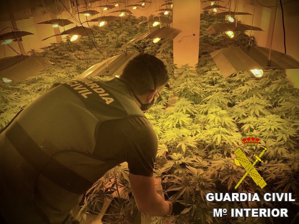 La Guardia Civil detiene a dos personas en Roquetas con 154 plantas de marihuana