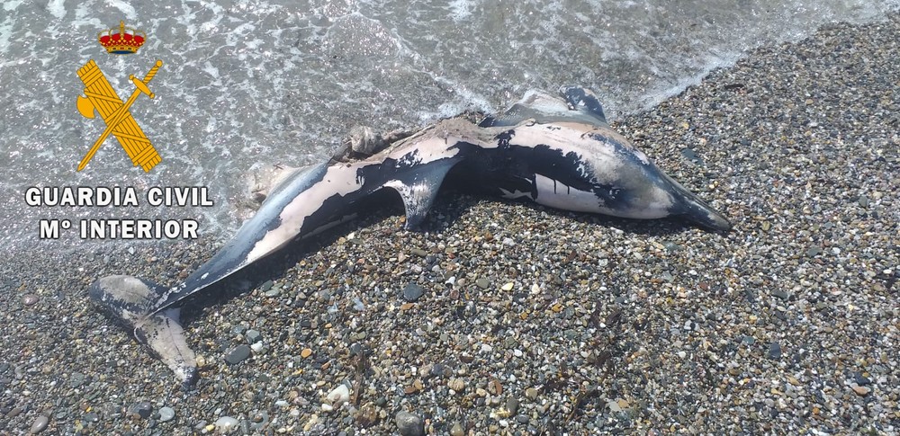 Varamiento de dos delfines en Almerimar y Balerma