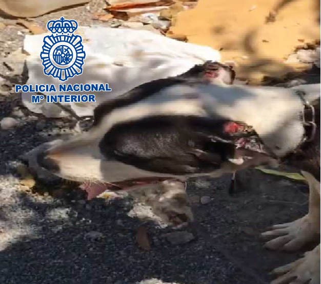 La Policía Nacional en El Ejido ha detenido a un varón por un delito de maltrato animal