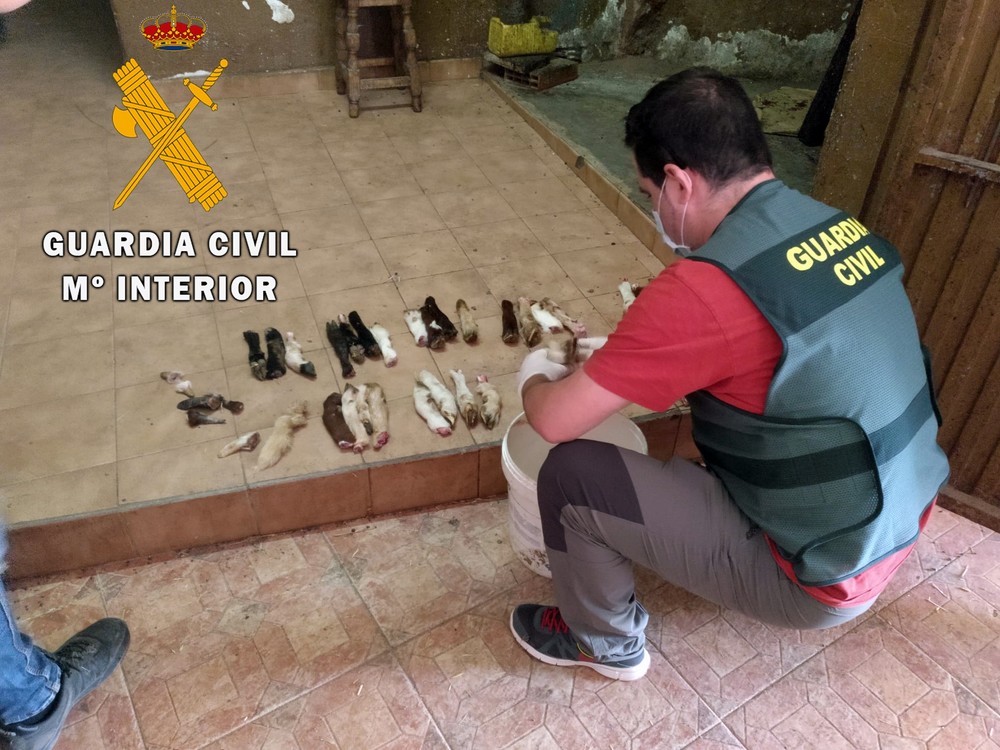La Guardia Civil localiza en Berja un matadero clandestino e investiga a tres personas por delito contra la salud pública