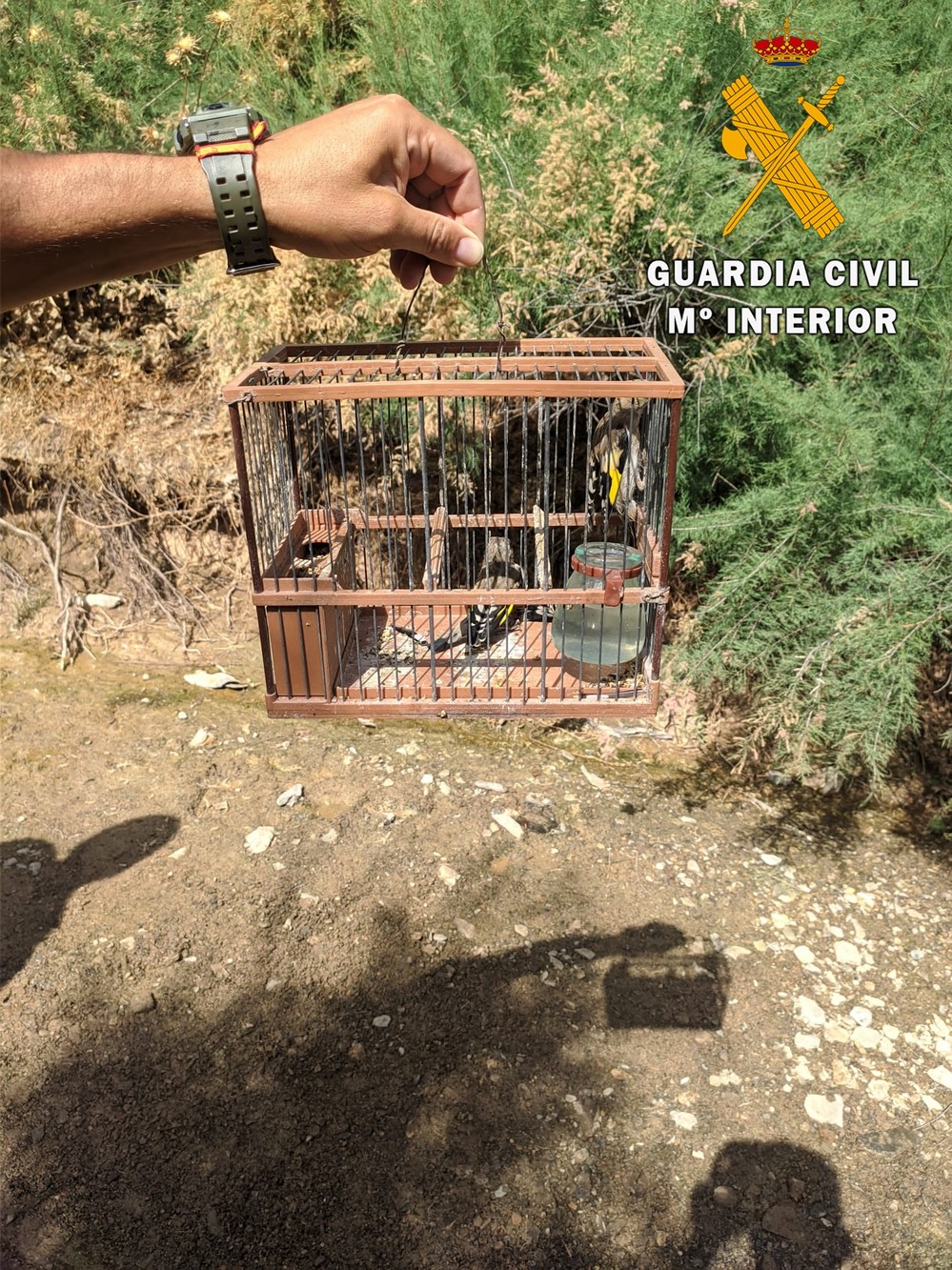 La Guardia Civil investiga a siete personas por la captura no permitida de aves fringilidas en actuaciones en toda la provincia