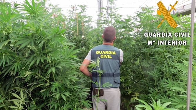 Dos detenidos y 3000 plantas de marihuana intervenidas por Guardia Civil en una finca de El Ejido