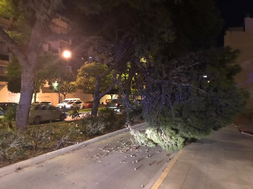 La caída de la rama de un árbol corta una via de acceso en Ejido Oeste