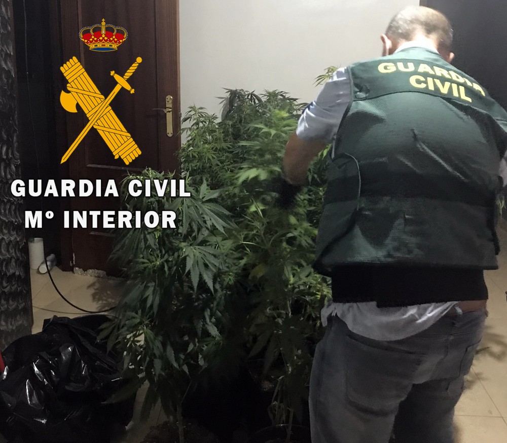 La Guardia Civil localiza un cultivo de marihuana en una vivienda de  Roquetas de Mar y detiene a una persona como autor de un delito Contra la Salud Pública
