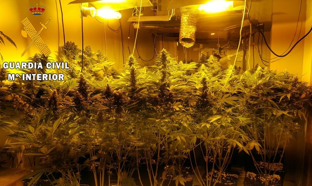 La Guardia Civil localiza e interviene un cultivo indoor de marihuana en una vivienda okupada de Roquetas