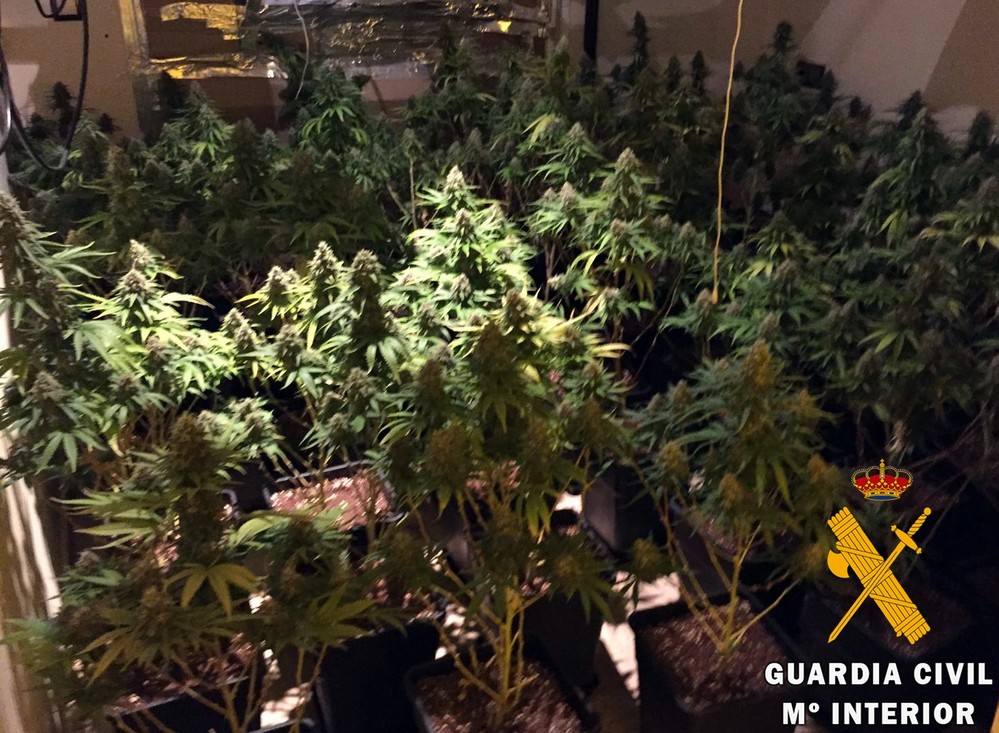 La Guardia Civil localiza una plantación indoor de marihuana y detiene a sus responsables en Roquetas de Mar