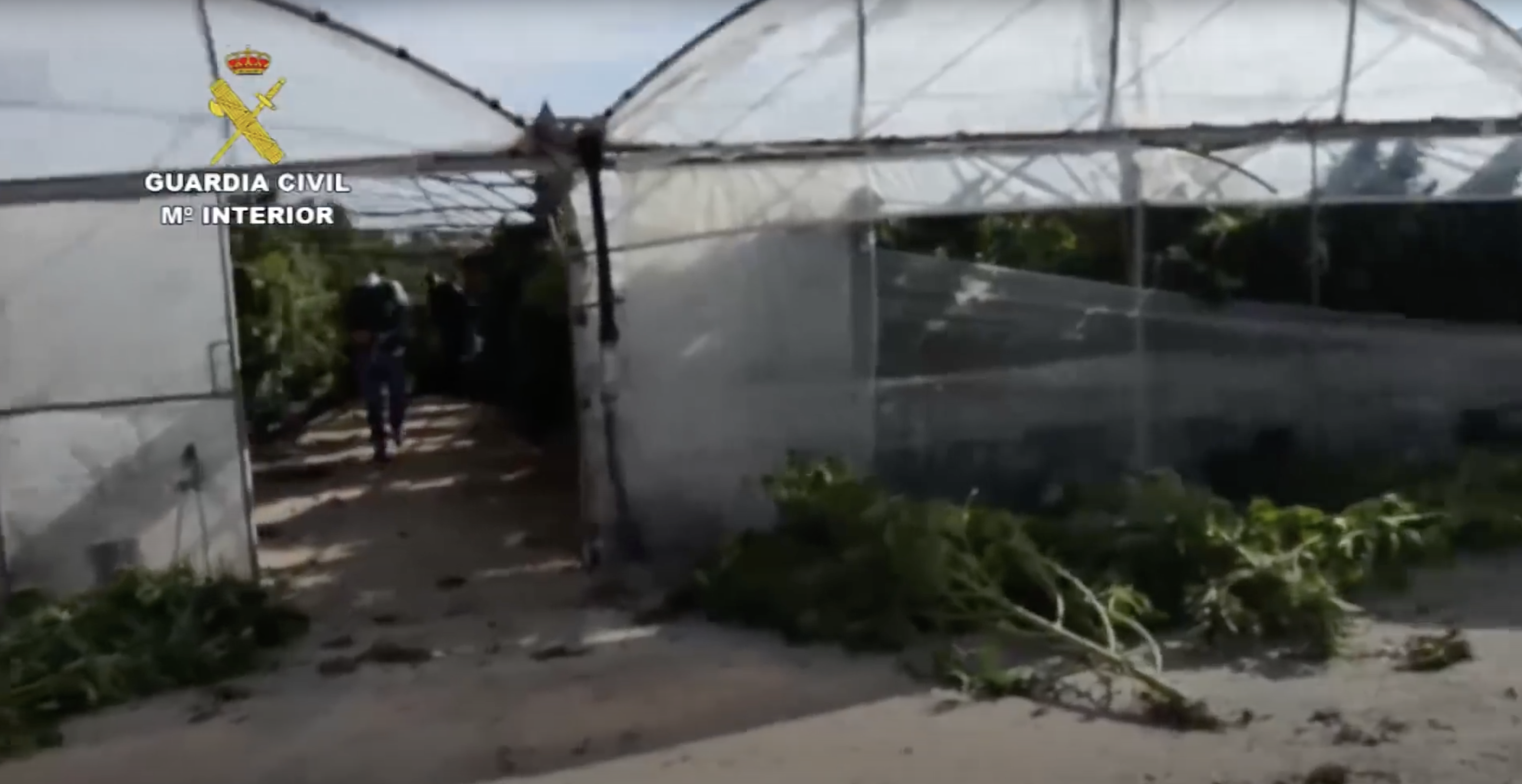 Almería es víctima de un entramado empresarial destinado al cultivo de marihuana ilegal como si fuese CBD