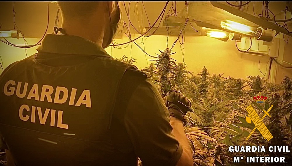 Detienen a un vecino de La Mojonera que tenía 170 plantas de marihuana en el interior de una vivienda