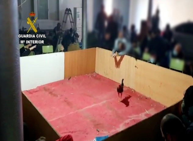 La Guardia Civil disuelve una pelea de gallos ilegal en el Pozo de la Tía Manolica (El Ejido) donde se concentraban cerca de 90 personas