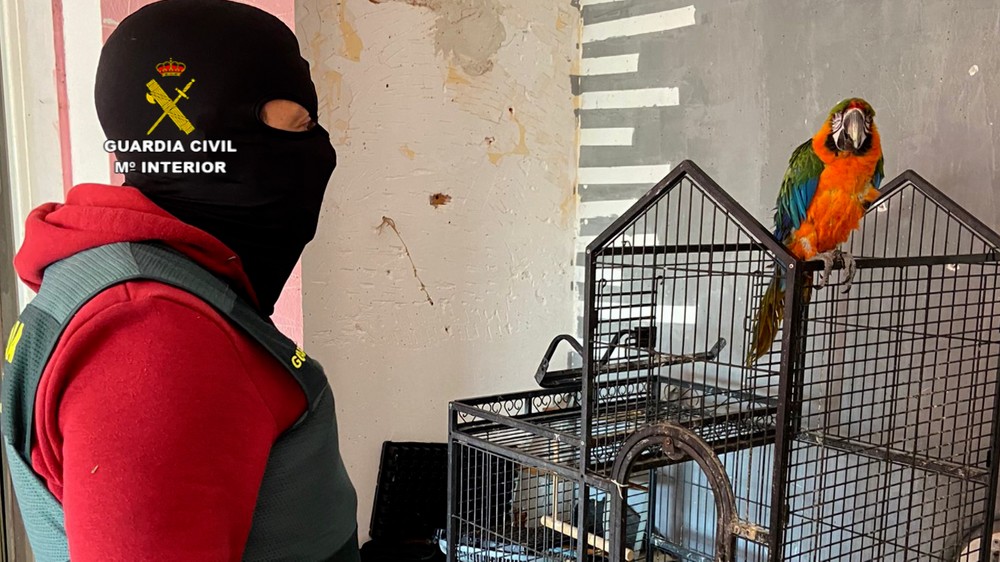 La Guardia Civil detiene a siete personas en una operación donde se incautan más de 2.700 plantas