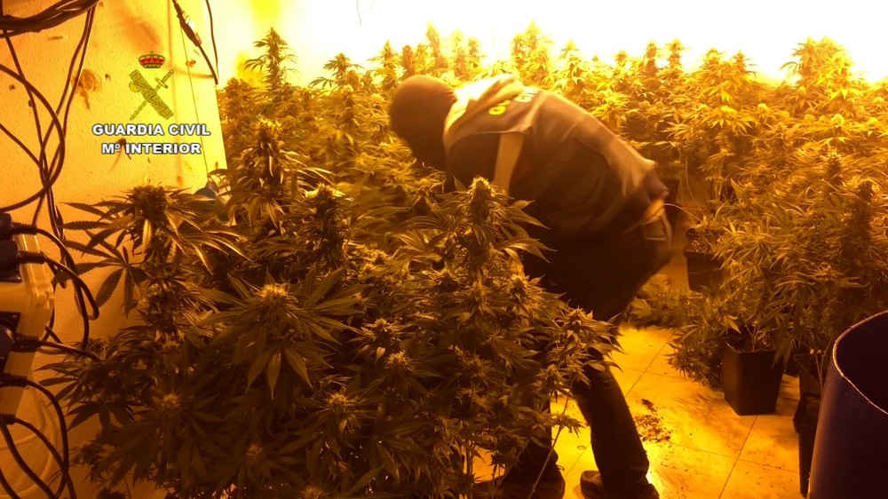 Tras una nueva macrooperación la Guardia Civil desmantela por segunda vez un “narco bloque” con 5135 plantas de marihuana