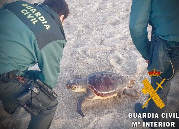 La Guardia Civil recupera una tortuga Caretta Caretta varada en playa Serena de Roquetas de Mar
