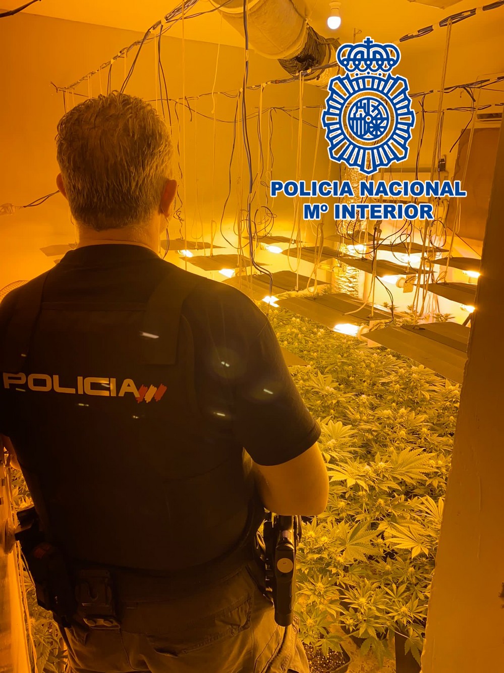 La Policía Nacional desmantela una plantación de marihuana en El Ejido, oculta tras una puerta que simulaba ser un frigorífico