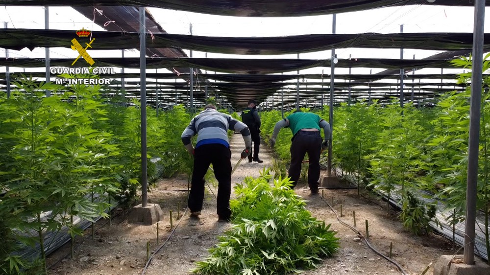 Dos detenidos en una actuación de la Guardia Civil en la que se han intervenido 64.800 plantas de cannabis en invernaderos de El Ejido