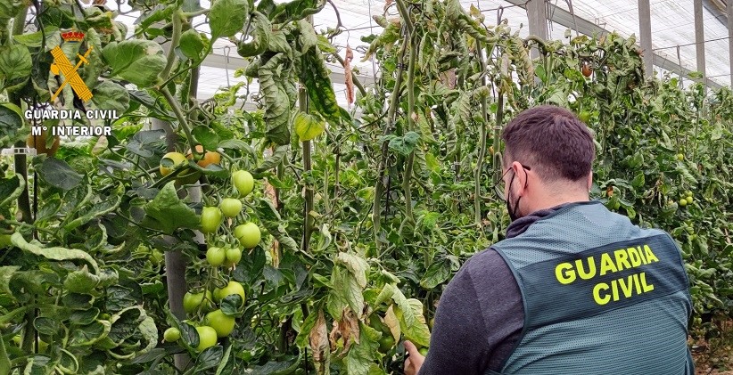 La Guardia Civil detiene al autor de robos de  género en invernaderos de El Ejido y La Mojonera  y recupera más de 150 kilogramos de tomate