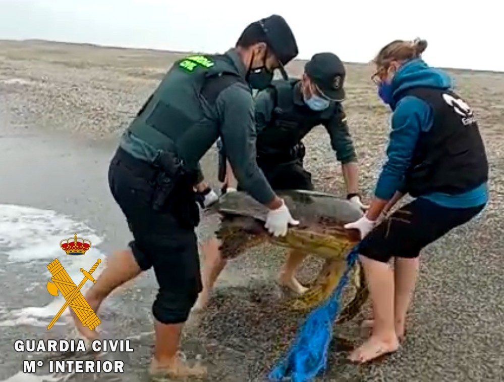 La Guardia Civil presta  apoyo en el varamiento de una tortuga Boba en Roquetas de Mar