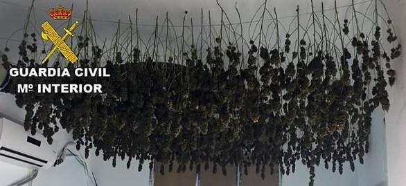 La Guardia Civil interviene  un cultivo indoor en una vivienda con 176 plantas de marihuana y detiene a una persona en Roquetas