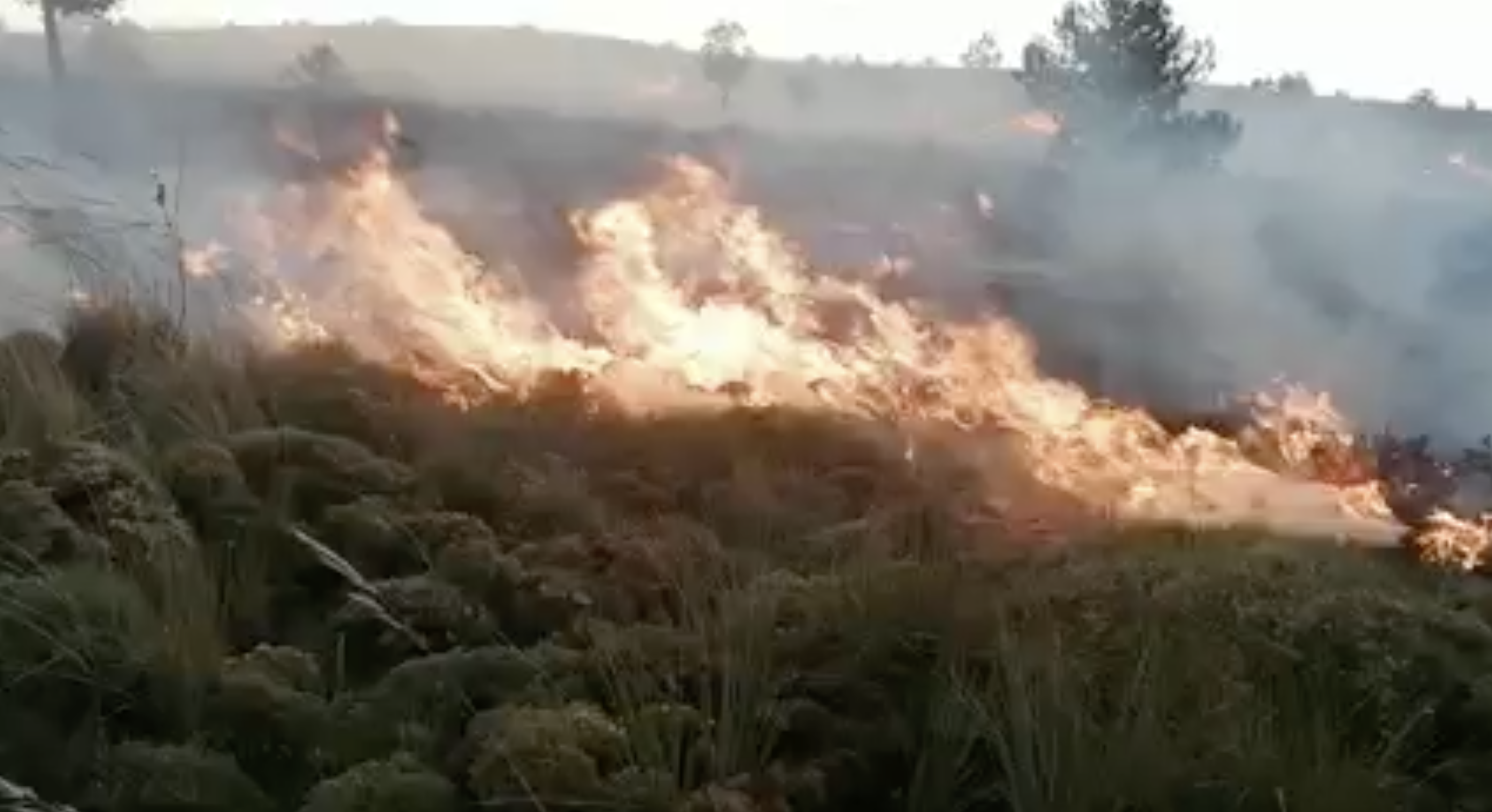 Dalías sufre un incendio en el paraje 'Fuente Alta'