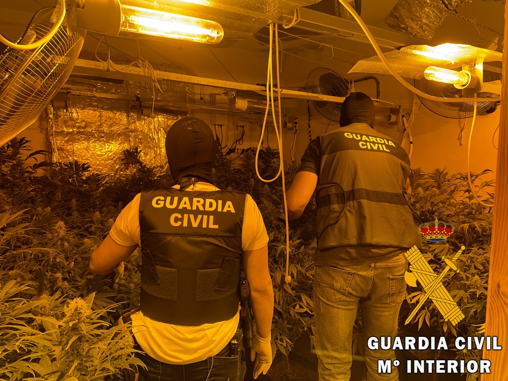 La Guardia Civil interviene 429 plantas de marihuana y detiene a dos personas en dos actuaciones en Roquetas de Mar.