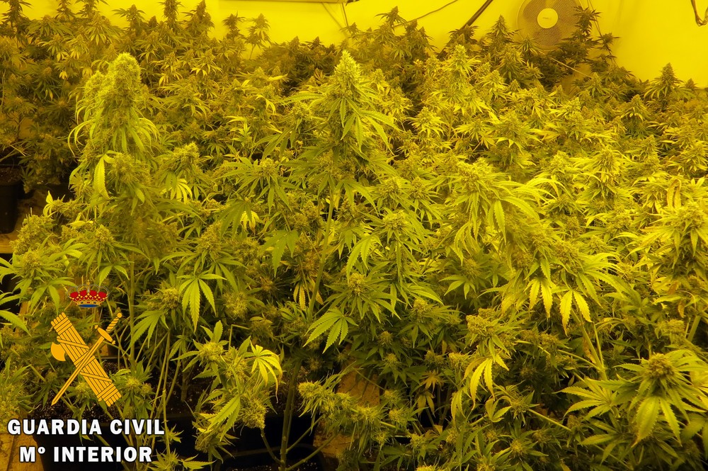 La Guardia Civil detiene a cuatro personas y desmantela varios cultivos indoor de marihuana en Adra