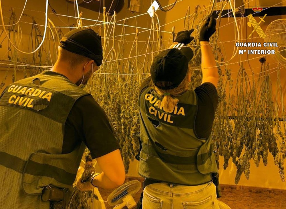 La Guardia Civil interviene 1.700 plantas de marihuana en Roquetas de Mar