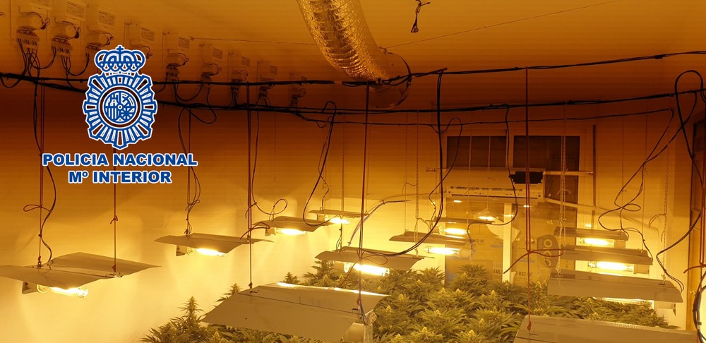La Policía Nacional desmantela en El Ejido tres viviendas de un mismo bloque, destinadas al cultivo ilegal de marihuana