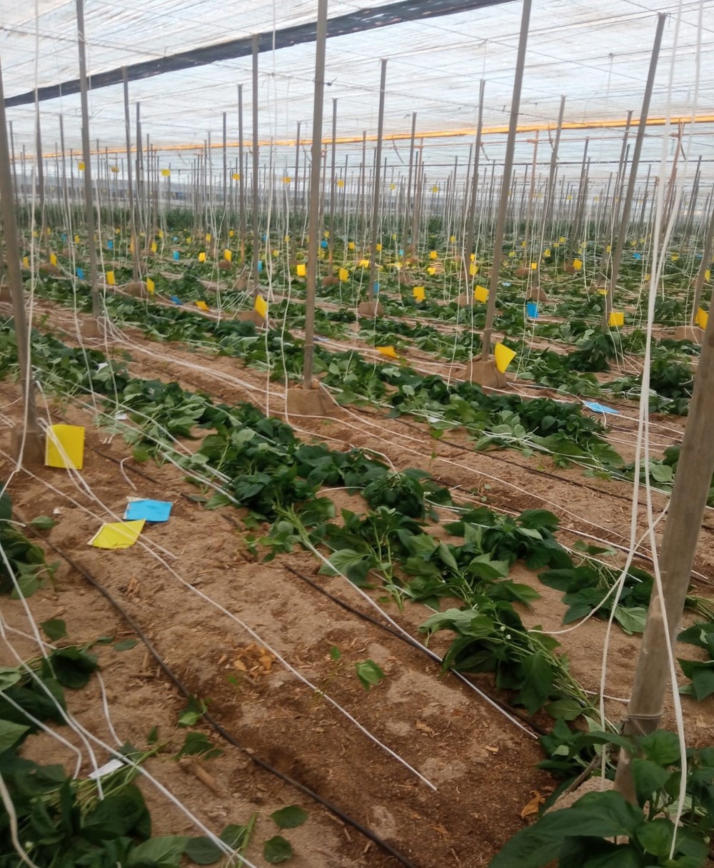 Le arrancan más de 10.000 plantas de pimientos por un ajuste de cuentas 'equivocado'