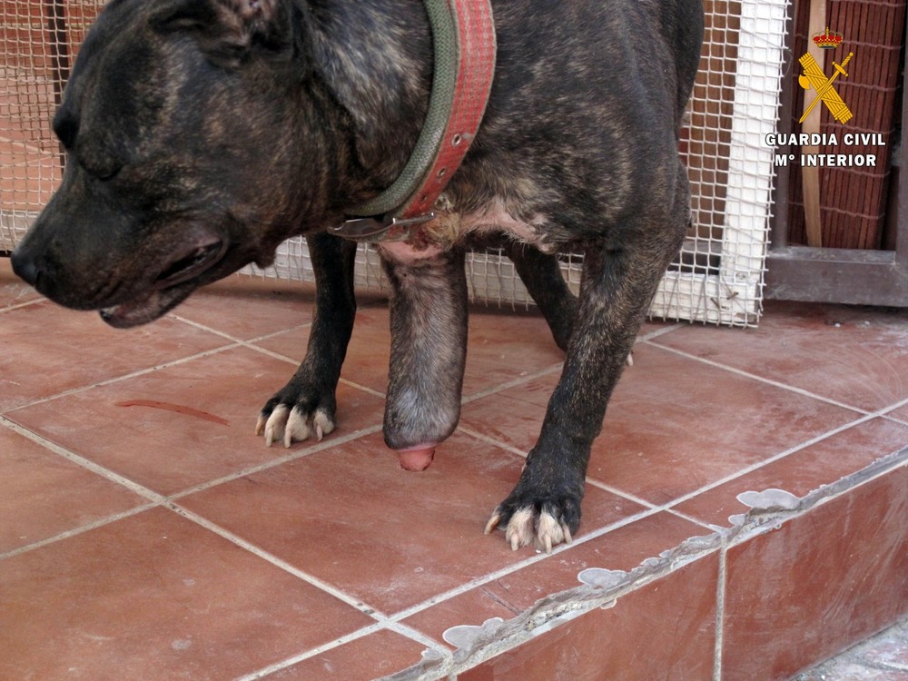 La Guardia Civil rescata a un perro maltratado en Roquetas de Mar
