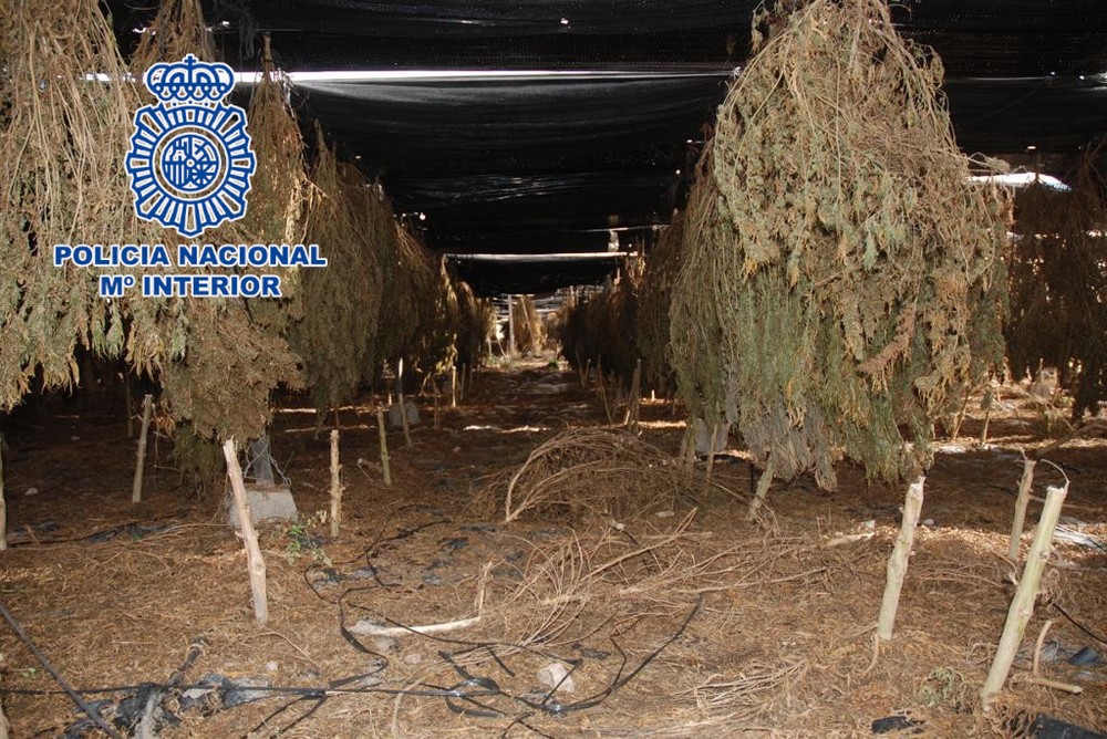 Intervienen 29.000 plantas de marihuana en Berja
