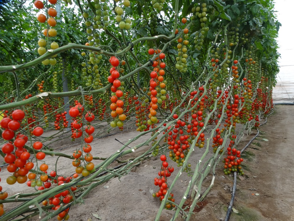 INAGROUP BIOTECH, especialistas en agricultura ecológica, lanza BIONIT