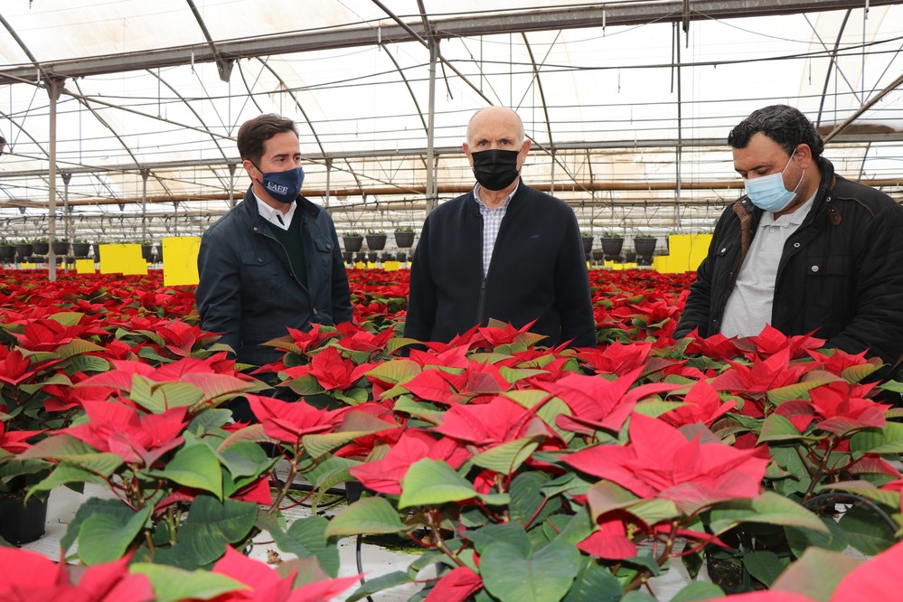 El alcalde de El Ejido anima a comprar flores de pascua para ayudar al sector de la Planta Ornamental