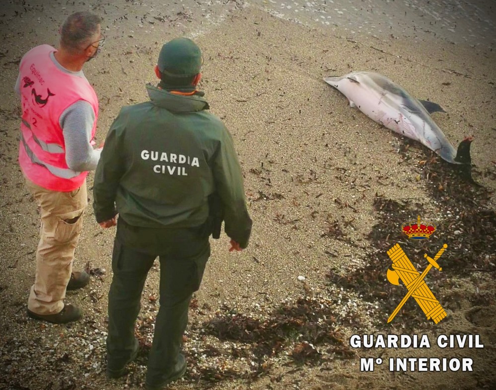Guardia Civil y Equinac recuperan el cuerpo de un delfín varado en la playa del Faro