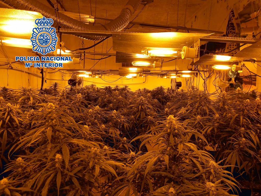 La Policía Nacional desarticula una nueva plantación indoor de marihuana en El Ejido